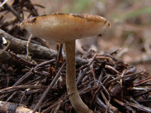 Polyporus-meridionalis-A.-David-H.-Jahn-DSC03106