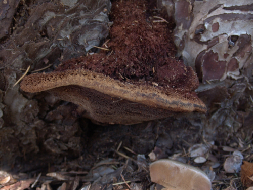 Porodaedela-pini-Brot.-Murrill-DSC03260