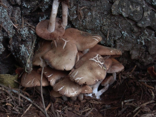 Psathyrella-mltipedata-Peck-A.H.-Sm.-DSC02579