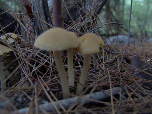 Psathyrella-tephrophylla-Romagn.-M.M.-Moser-DSC03233