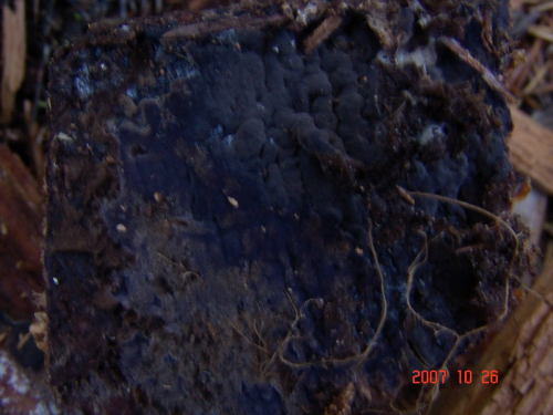 Pseudotomentella-mucidula-P.-Karst.-Svrcek-DSC04972