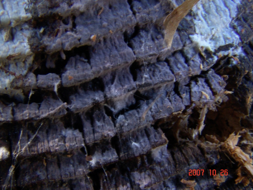 Pseudotomentella-mucidula-P.-Karst.-Svrcek-DSC04973