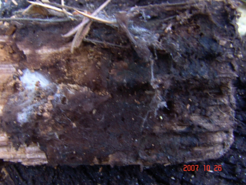 Pseudotomentella-mucidula-P.-Karst.-Svrcek-DSC04974