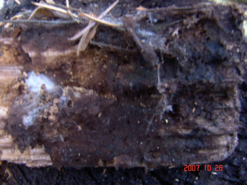 Pseudotomentella-mucidula-P.-Karst.-Svrcek-DSC04975