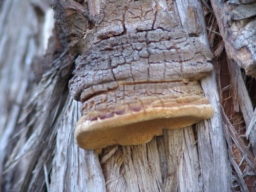 Pyrofomes-demidoffii-Lev.-Kotl.-Pouzar-2