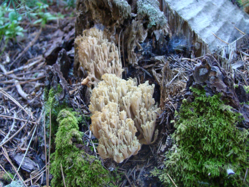Ramaria-abietina-Pers.-Quel.-DSC03629