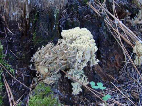 Ramaria-abietina-Pers.-Quel.-DSC03630
