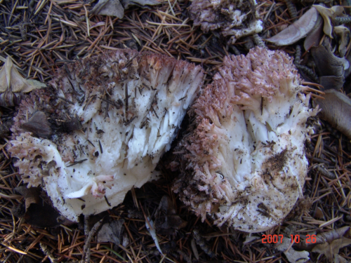 Ramaria-botrytis-Pers.-Ricken-DSC04978