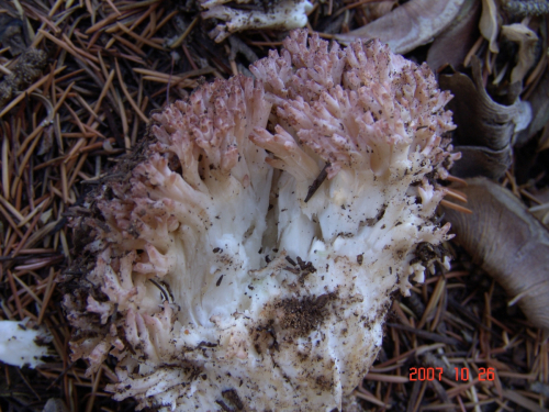 Ramaria-botrytis-Pers.-Ricken-DSC04979
