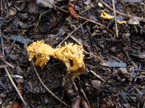 Ramaria-curta-Fr.-Schild-DSC00623