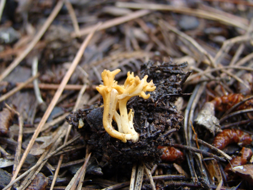 Ramaria-curta-Fr.-Schild-DSC00624