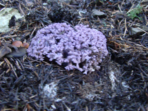 Ramaria-fennica-P.-Karst.-Ricken-var.-cedratorum-Ma-DSC03416