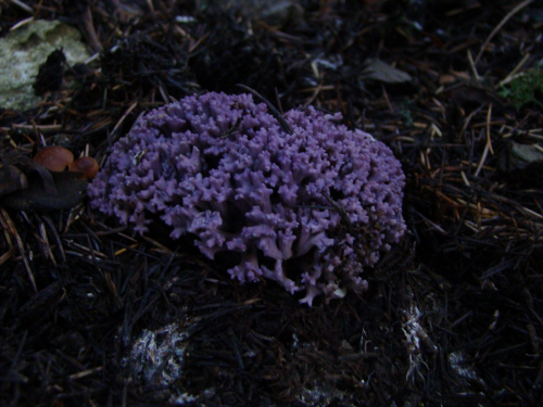 Ramaria-fennica-P.-Karst.-Ricken-var.-cedratorum-Ma-DSC03417
