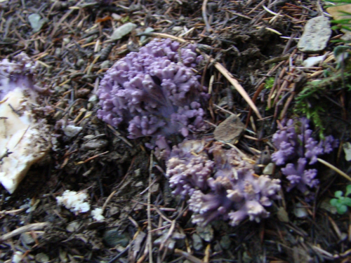 Ramaria-fennica-P.-Karst.-Ricken-var.-cedratorum-Ma-DSC03418