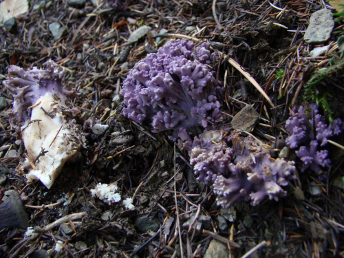 Ramaria-fennica-P.-Karst.-Ricken-var.-cedratorum-Ma-DSC03419