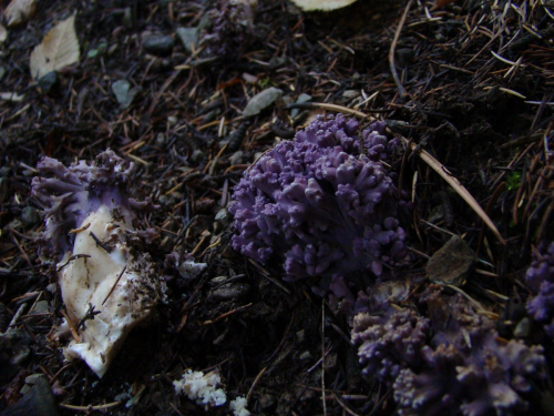 Ramaria-fennica-P.-Karst.-Ricken-var.-cedratorum-Ma-DSC03420