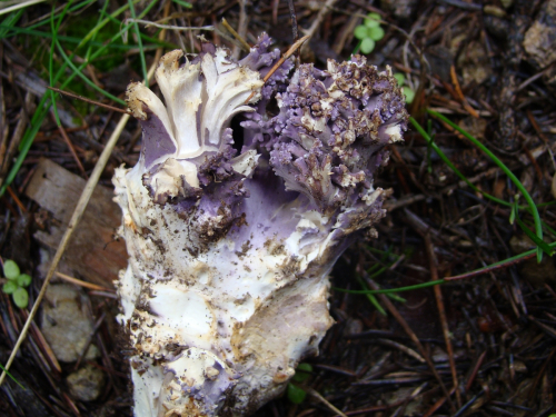 Ramaria-fennica-P.-Karst.-Ricken-var.-cedratorum-MaDSC03208