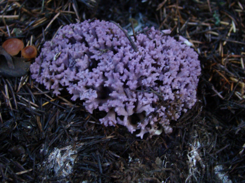 Ramaria-fennica-P.-Karst.-Ricken-var.-cedratorum-MaDSC03415