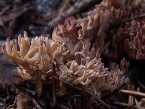 Ramaria-flaccida-Fr.-Bourdot-DSC03367