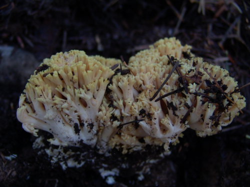 Ramaria-flava-Schaeff.-Quel.-DSC02038-257