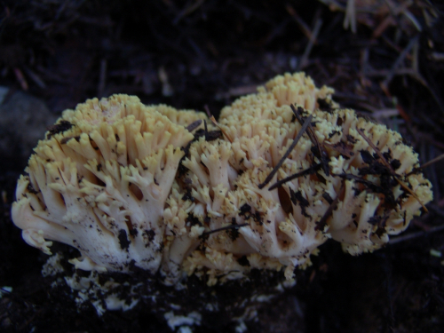 Ramaria-flava-Schaeff.-Quel.-DSC02039-258