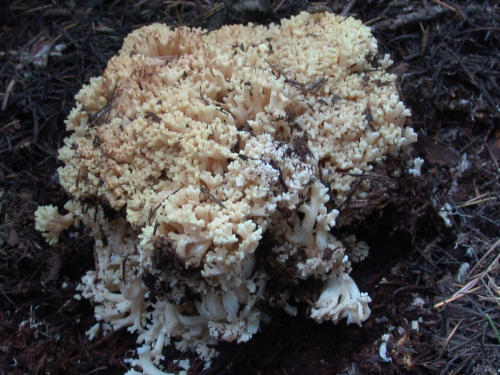 Ramaria-flava-Schaeff.-Quel.-DSC02532
