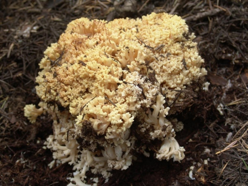 Ramaria-flava-Schaeff.-Quel.-DSC02533