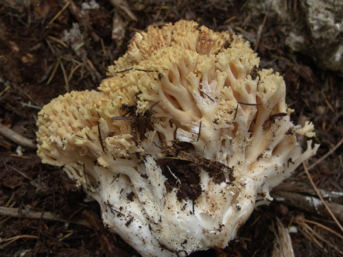Ramaria-flava-Schaeff.-Quel.-DSC02534