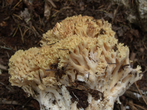 Ramaria-flava-Schaeff.-Quel.-DSC02535