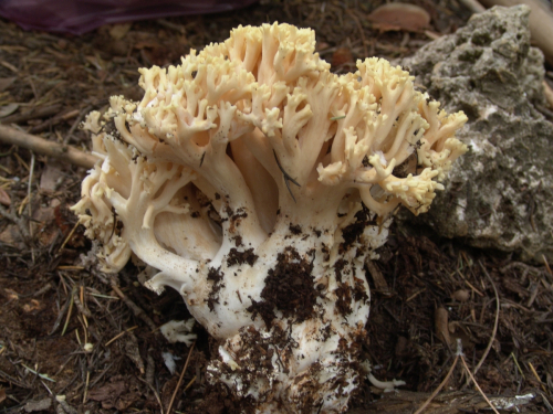Ramaria-flava-Schaeff.-Quel.-DSC02536