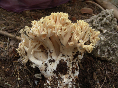 Ramaria-flava-Schaeff.-Quel.-DSC02537