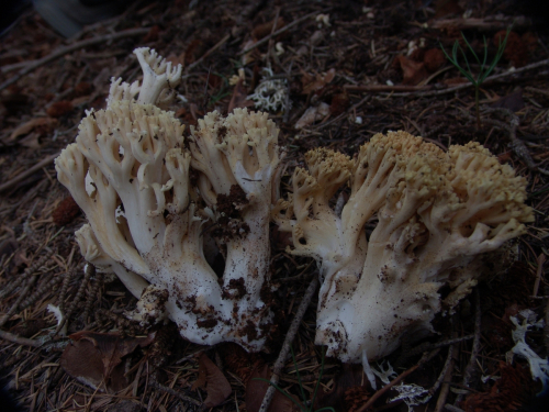 Ramaria-flava-Schaeff.-Quel.-DSC02569