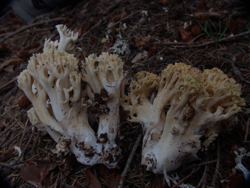 Ramaria-flava-Schaeff.-Quel.-DSC02570