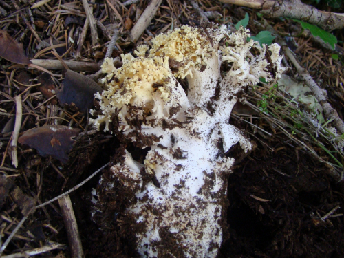 Ramaria-flava-Schaeff.-Quel.-var.-pinicola-Schild-DSC03586