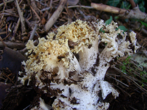 Ramaria-flava-Schaeff.-Quel.-var.-pinicola-Schild-DSC03587