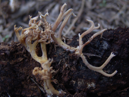 Ramaria-gracilis-Pers.-Quel.-DSC03459