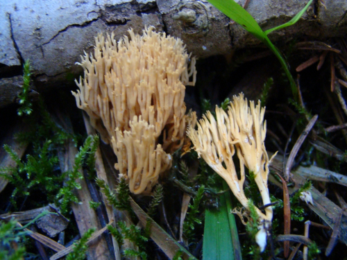 Ramaria-gracilis-Pers.-Quel.-DSC03667