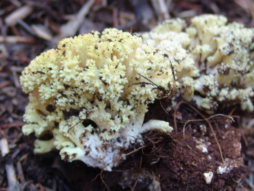 Ramaria-largentii-Marr-D.E.-Stuntz-DSC01905-128