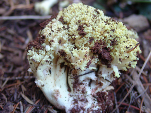 Ramaria-largentii-Marr-D.E.-Stuntz-DSC01906-129