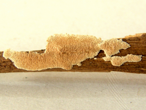 Re-exposure-of-Stecherinum-litschaueri-DSC02425