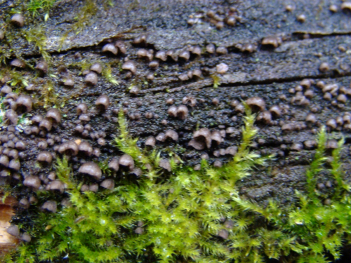 Resupinatus-applicatus-Batsch-Gray-DSC03251