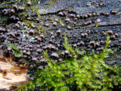 Resupinatus-applicatus-Batsch-Gray-DSC03252