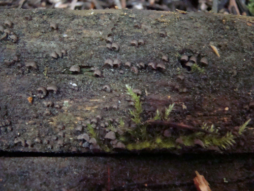 Resupinatus-applicatus-Batsch-Gray-DSC03488