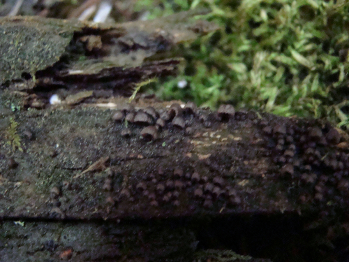 Resupinatus-applicatus-Batsch-Gray-DSC03491