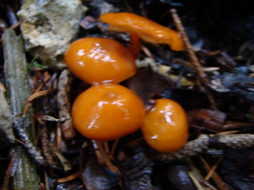 Rhodocybe-nitellina-Fr.-Singer-DSC03398