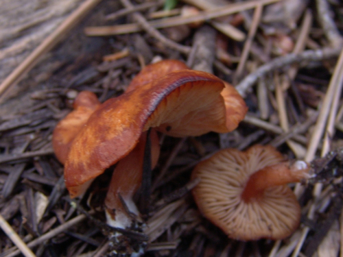Rhodocybe-nitellina-Fr.-Singer-DSC03400