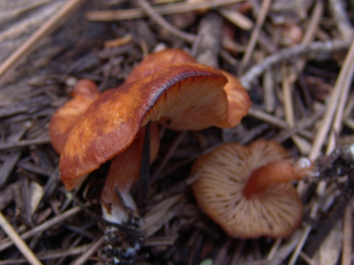 Rhodocybe-nitellina-Fr.-Singer-DSC03401