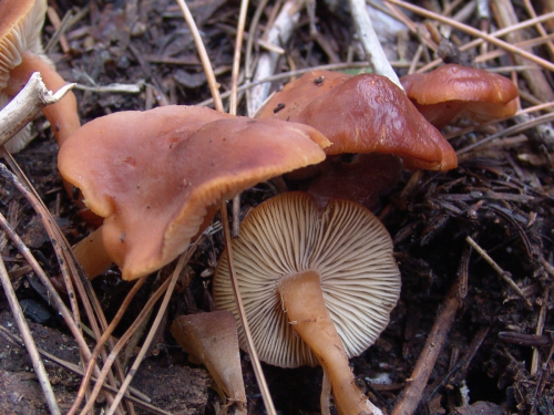 Rhodocybe-nitellina-Fr.-Singer-DSC03407