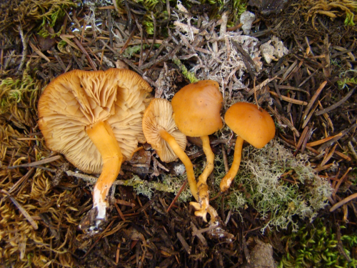 Rhodocybe-nitellina-Fr.-Singer-DSC03481