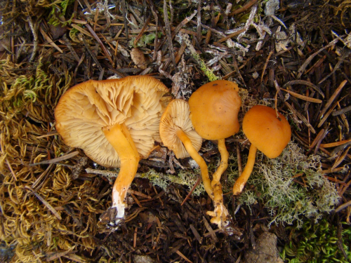 Rhodocybe-nitellina-Fr.-Singer-DSC03482